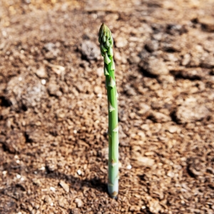 다드림팜,다드림팜 생아스파라거스 1kg